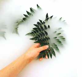 person holding fern